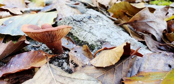 Close-up of mushrooms on dry leaves