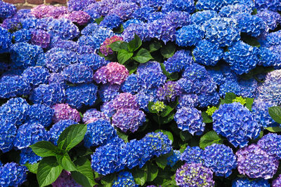 Full frame shot of purple hydrangea flowers