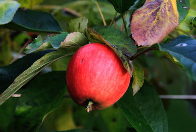 Close-up of strawberry growing on plant