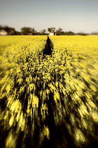 Scenic view of sunflower field against sky