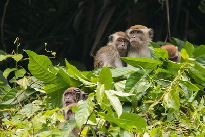 Portrait of monkey sitting on tree