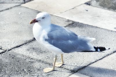 High angle view of seagull perching on retaining wall