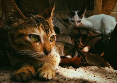 Portrait of kitten sitting by cat