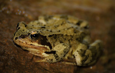 Close-up of lizard