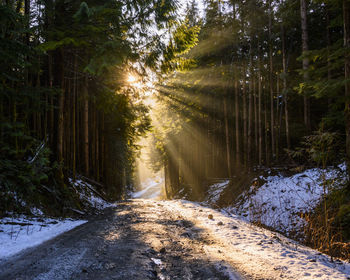 Road amidst trees in forest