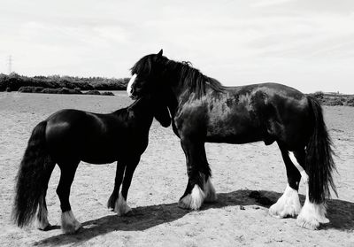 Two horses in pasture