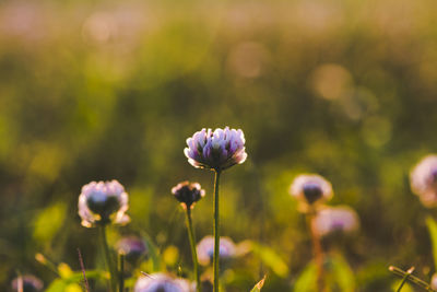 Close-up of purple flowering plant on field