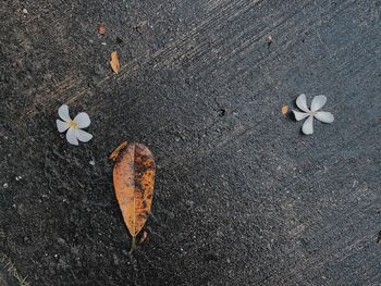 High angle view of leaf on ground