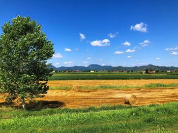 Scenic view of agricultural field against sky