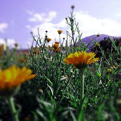 Close-up of yellow flowers blooming in field