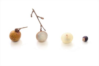 Close-up of fruits over white background