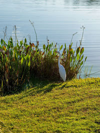 Scenic view of lake