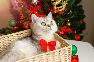 A cute white cat lies in a wicker basket near a christmas tree