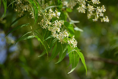 Medicinal ayurvedic azadirachta indica or neem leaves and flowers