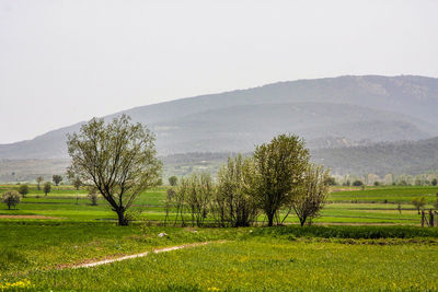 Scenic view of agricultural field against clear sky