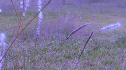 Purple flowering plants on field