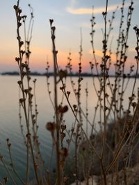 Close-up of silhouette plants against lake during sunset