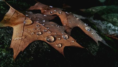 Close-up of leaves on leaf