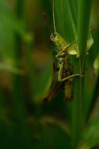 Close-up of insect on plant