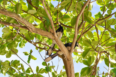 Low angle view of bird perching on tree