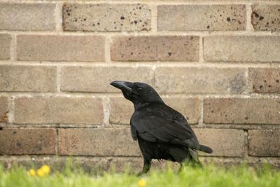 Raven in front of a wall