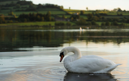 Swan swimming in lake