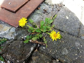 High angle view of yellow flowers