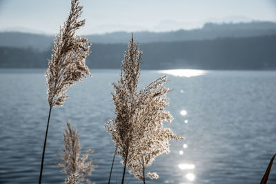 Close-up of wilted plant by sea against sky