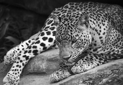 Close-up of a cat in zoo