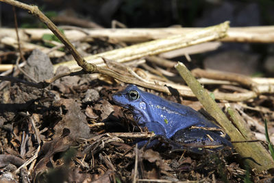 Male moor frog turns blue in spring at breeding time