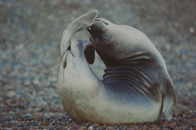 Close-up of seal on sand