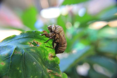 Close up of insect