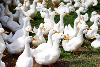 Ducks on field