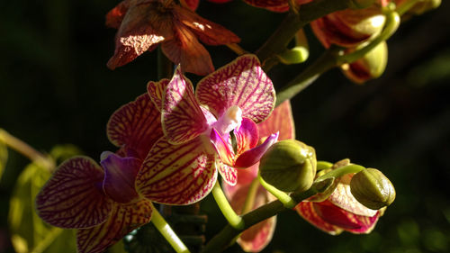 Close-up of flowers