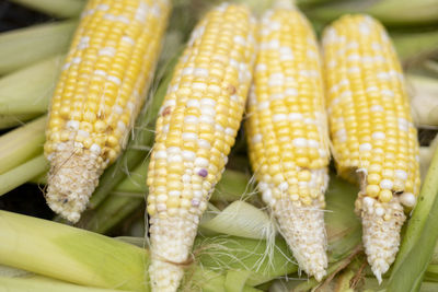 Close-up of corn