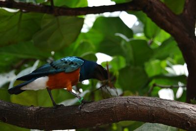 Close-up of bird perching on tree