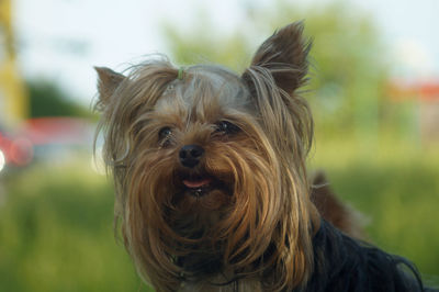Close-up portrait of a dog