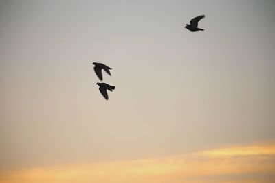 Low angle view of birds flying in sky