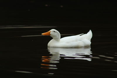 Close-up of swan swimming in lake