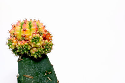 Close-up of cactus flower pot against white background