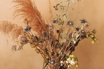 Close-up of wilted plant against wall