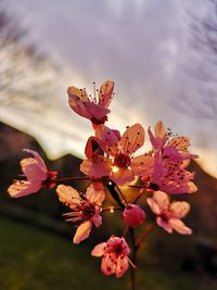 Close-up of pink cherry blossoms