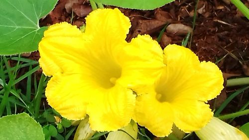 Close-up of yellow flowers