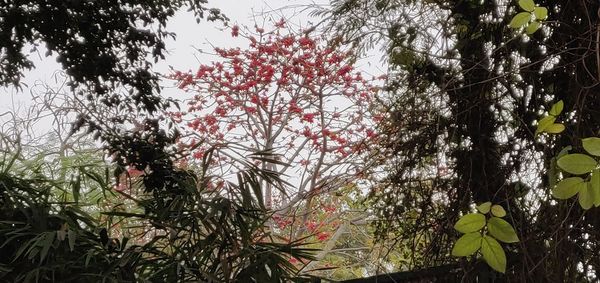Low angle view of flowering trees in forest against sky