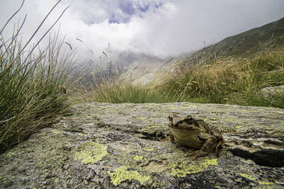 Close-up of lizard on rock