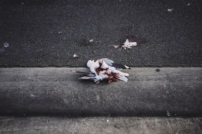 High angle view of dead seagull on street