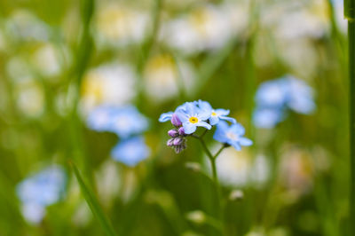 Blue flowers blooming outdoors