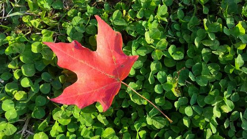 Close-up of maple leaf on plant