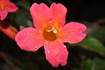 Close-up of wet pink flowers blooming outdoors