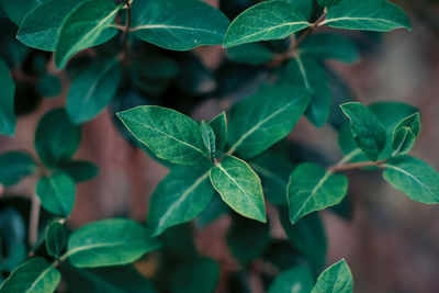 Close-up of plant leaves